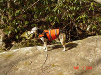 Henry explores the river banks