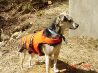 Henry explores the river banks