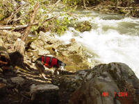 Henry explores the river banks