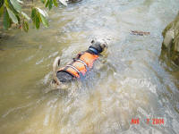 Henry goes for a swim