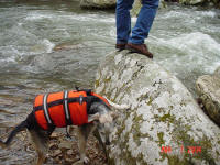Henry explores the river banks